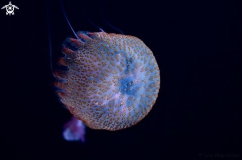 A Pelagia noctiluca | Jellyfish