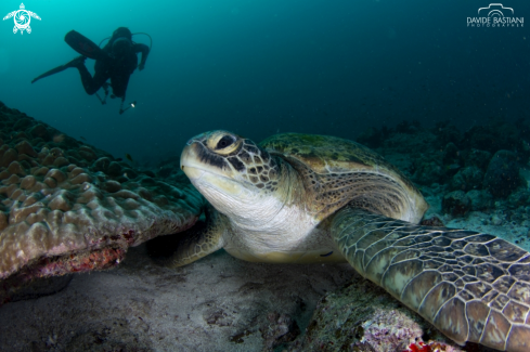 A Giant Turle