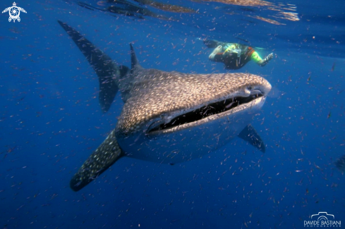 A Whale Shark