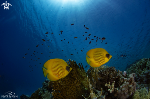 A Butterfly fish