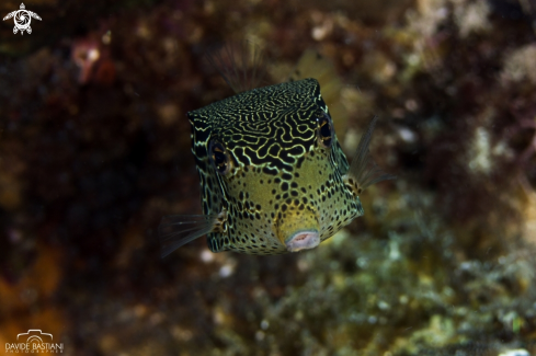 A Boxfish