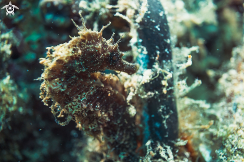 A Hippocampus guttulatus | long-snouted seahorse