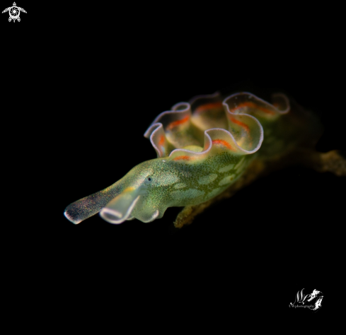 A Elysia crispata | Lettuce sea slug 