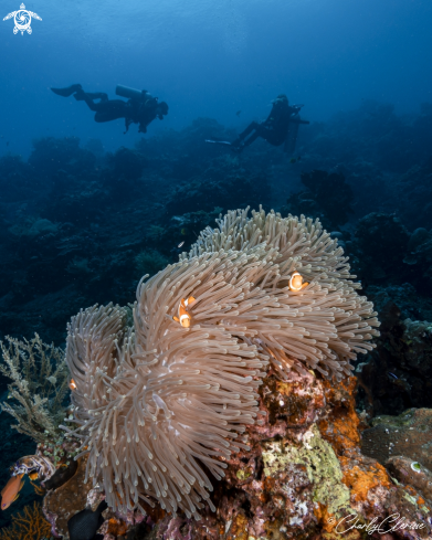 A False Western Clownfish