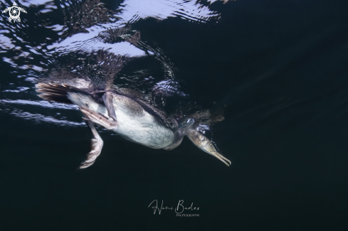 A socotra cormorant