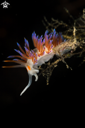 A Cratena nudibranch