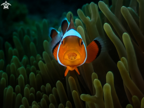 A clown fish