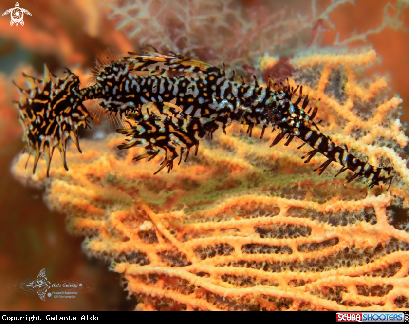 A Ghost Pipefish 