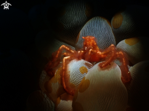 A Achaeus japonicus | Orangutan crab