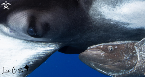 A Mobula birostris | Manta Ray