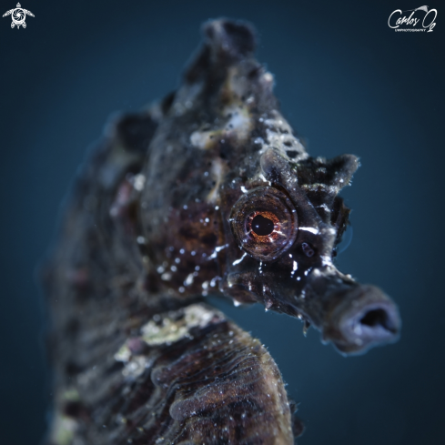 A Hippocampus hippocampus  | Seahorse