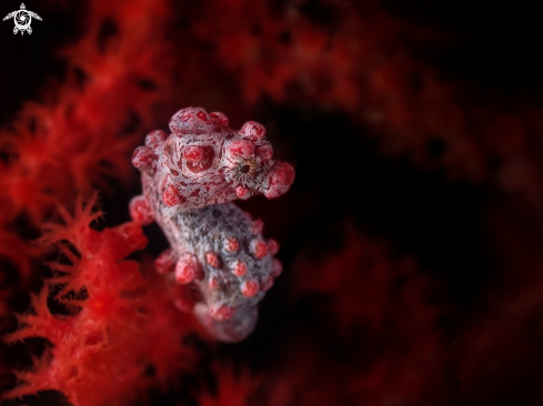 A Pygmy seahorse