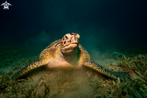 A Eretmochelys imbricata | TURTLE