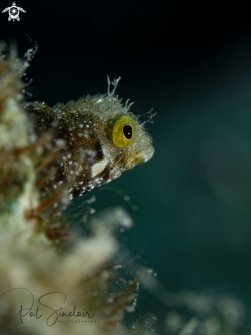 A Spinyhead Blenny