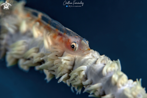 A Whip coral goby