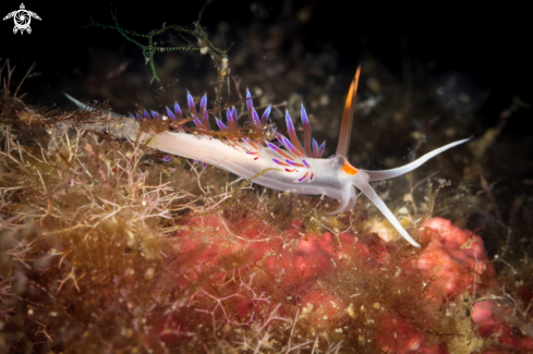 A Cratena peregrina nudibranch