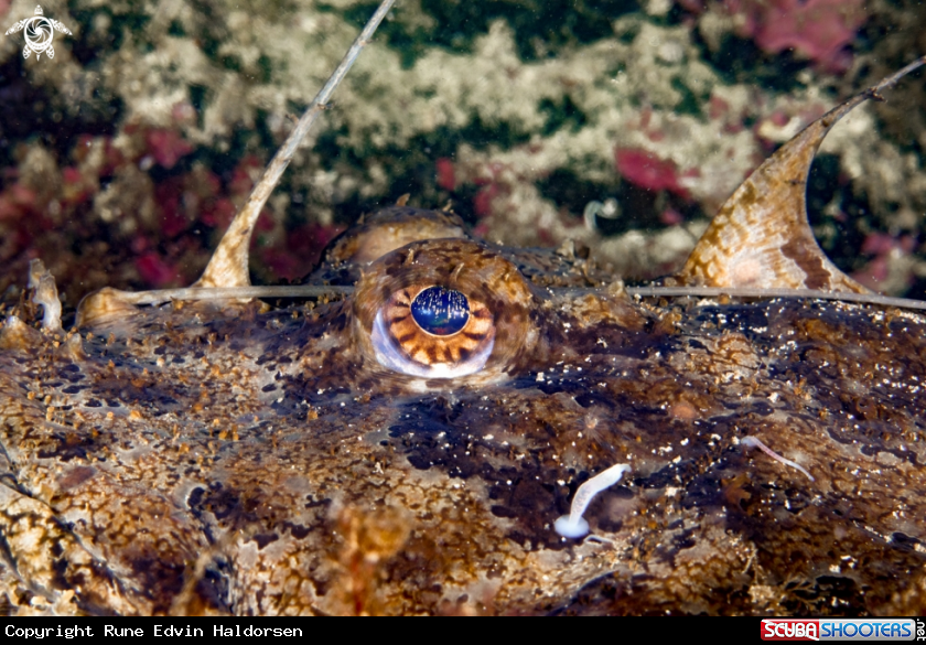 A Monkfish