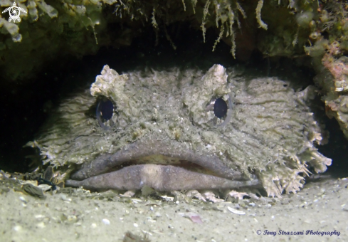 A Eastern Frogfish