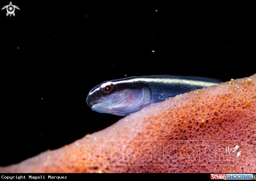 A Neon goby fish