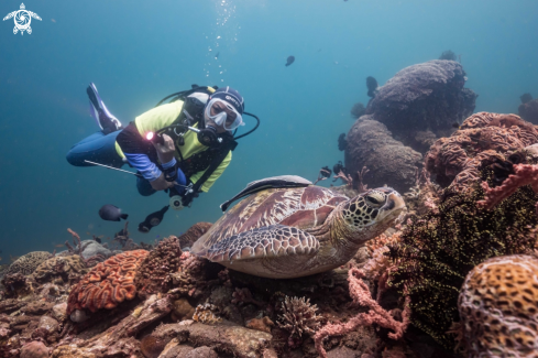 A Chelonia mydas | Green Sea Turtle