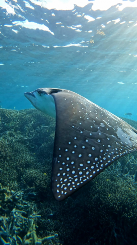 A Eagle ray