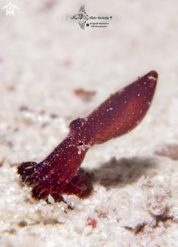 A Blue Ring Octopus Juvenil
