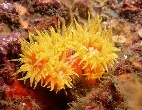 A Coralito