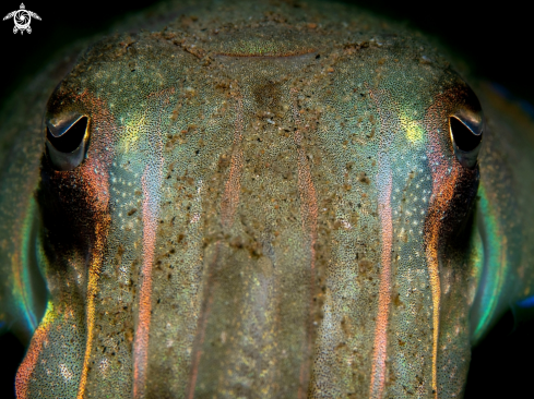 A Cuttlefish