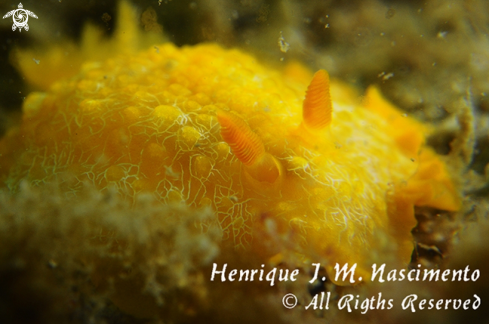 A Doriopsilla areolata | Nudi