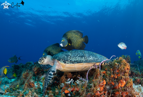 A  Hawksbill Turtle