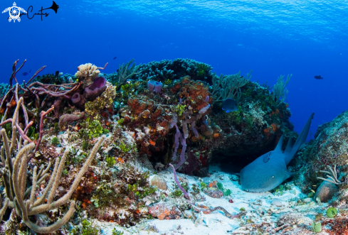 A Ginglymostoma cirratum | Nurse Shark