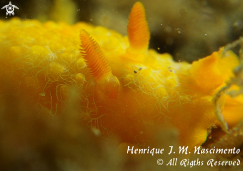 A Doriopsilla areolata | Nudi