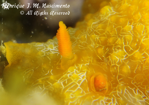 A Doriopsilla areolata | Nudi