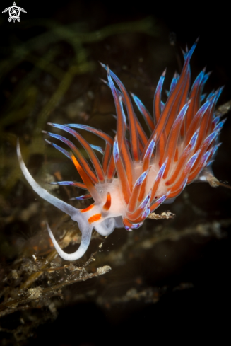 A Cratena nudibranch