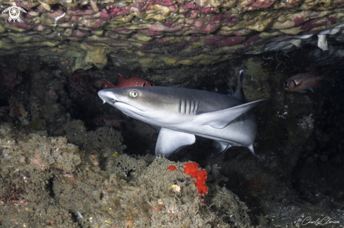 A Whitetip Reef Shark