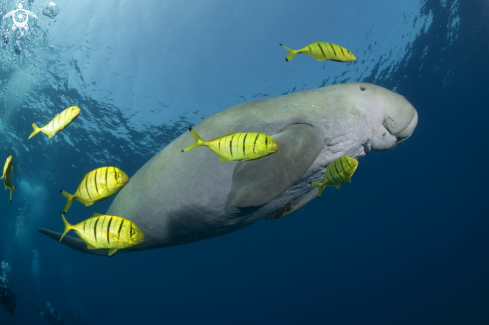 A Dugong