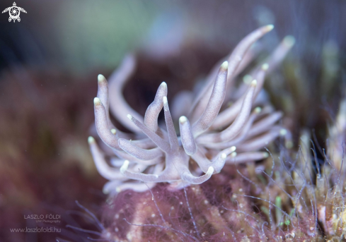 A Phyllodesmium briareum