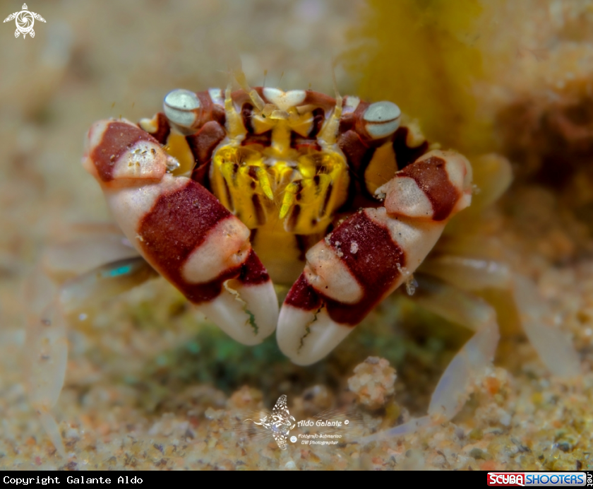 A Harlequin Crab