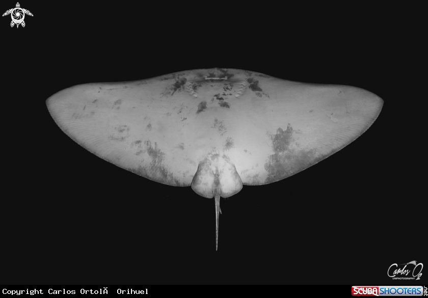 A Butterfly ray