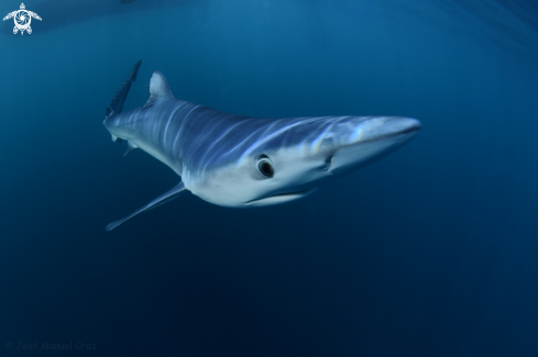 A Blue Shark