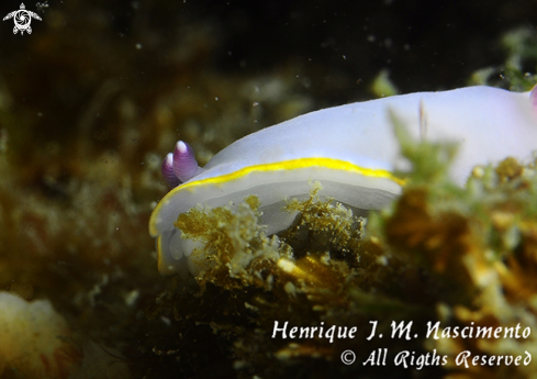 A Felimida purpurea | Nudi