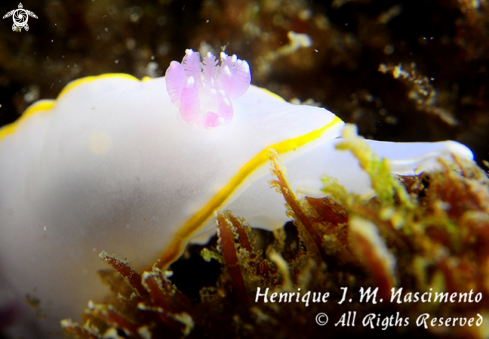 A Felimida purpurea | Nudi