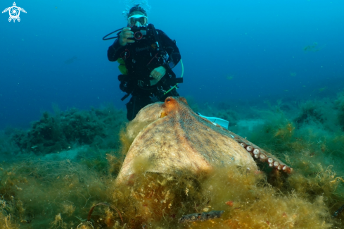 A Octopus vulgaris