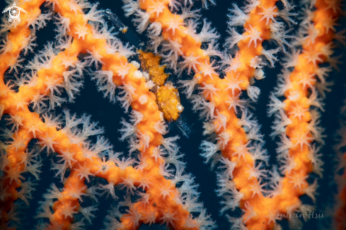 A Hamodactylus boschmai | Gorgonian shrimp