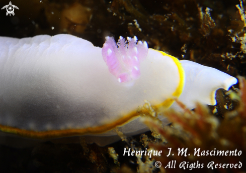 A Felimida purpurea | Nudi