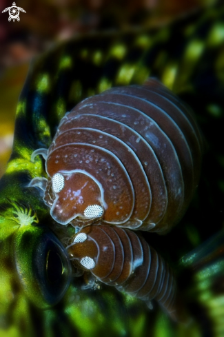 A Piojo parasito (Anilocra Physoides)