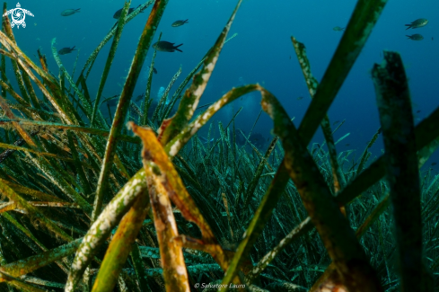 A  Mediterranean tapeweed |  Mediterranean tapeweed