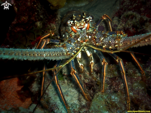 A Panulirus Argus | Panulirus Argus