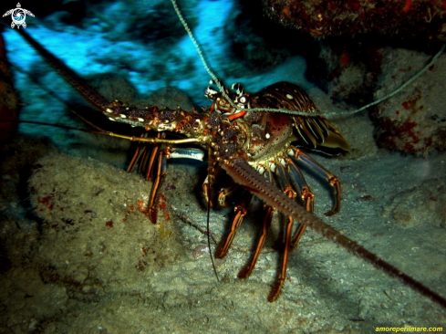 A Panulirus Argus | Panulirus Argus