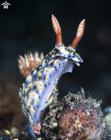 A Hypselodoris roo | Hypselodoris roo